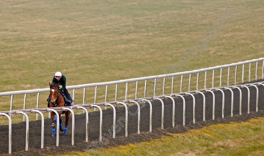 Enable-0001 
 ENABLE cantering on Warren Hill in Newmarket 24 Mar 2018 - Pic Steven Cargill / Racingfotos.com