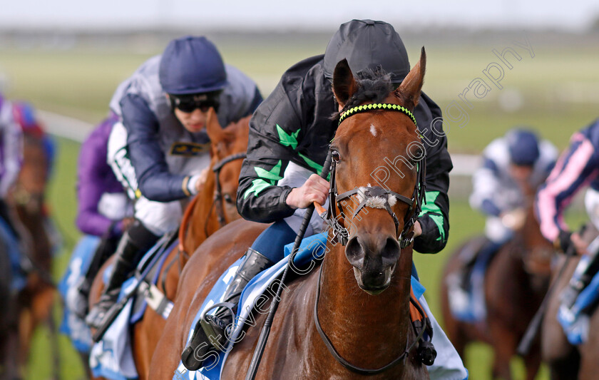 Inquisitively-0001 
 INQUISITIVELY (William Buick) wins The Newmarket Academy Godolphin Beacon Project Cornwallis Stakes
Newmarket 13 Oct 2023 - Pic Steven Cargill / Racingfotos.com