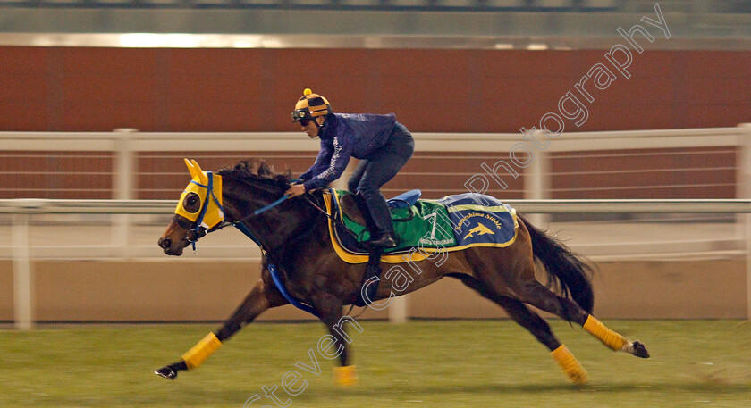 Mozu-Katchan-0001 
 MOZU KATCHAN exercising in preparation for The Dubai Sheema Classic Meydan 28 Mar 2018 - Pic Steven Cargill / Racingfotos.com