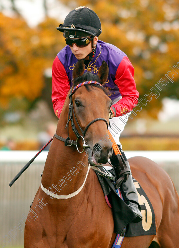 Evening-Sun-0001 
 EVENING SUN (Jason Watson)
Newmarket 23 Oct 2019 - Pic Steven Cargill / Racingfotos.com