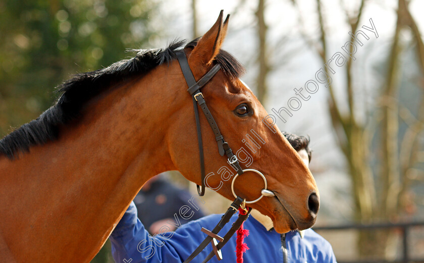 Elegant-Escape-0001 
 ELEGANT ESCAPE at Colin Tizzard's stables near Sherborne 21 Feb 2018 - Pic Steven Cargill / Racingfotos.com