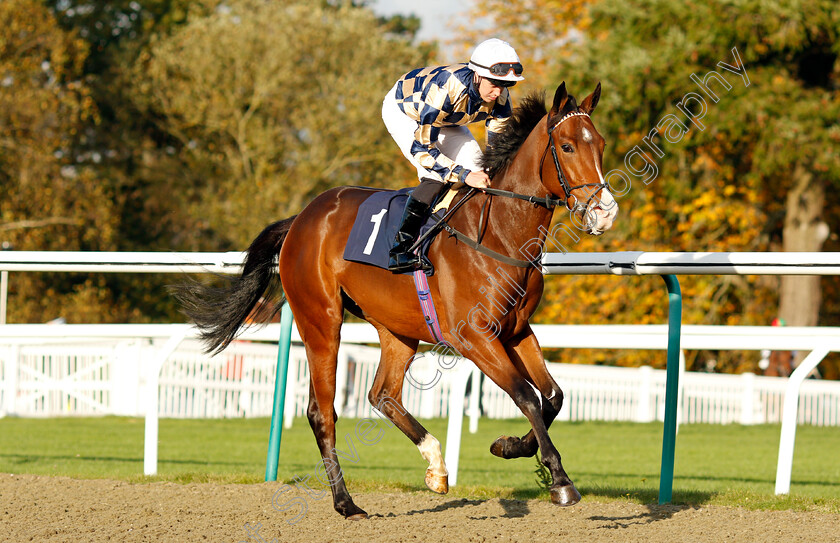 Ahwhatadaay 
 AHWHATADAAY (Mark Crehan)
Lingfield 28 Oct 2021 - Pic Steven Cargill / Raingfotos.com