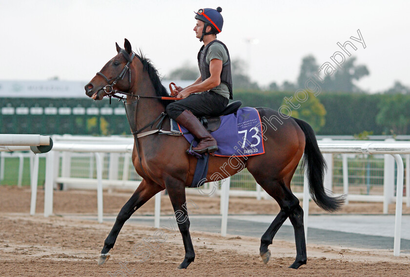 Tangled-0001 
 TANGLED, trained by Richard Hannon, exercising in preparation for The Dubai World Cup Carnival, Meydan 18 Jan 2018 - Pic Steven Cargill / Racingfotos.com