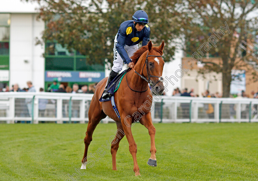 Big-Sigh-0001 
 BIG SIGH (Sean Levey) Yarmouth 24 Oct 2017 - Pic Steven Cargill / Racingfotos.com