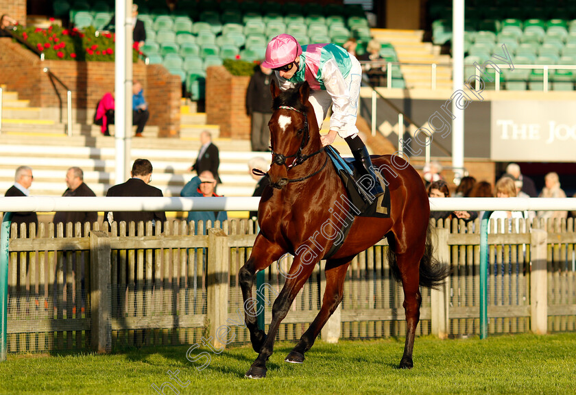 Byblos-0002 
 BYBLOS (Kieran Shoemark)
Newmarket 23 Oct 2024 - Pic Steven Cargill / Racingfotos.com