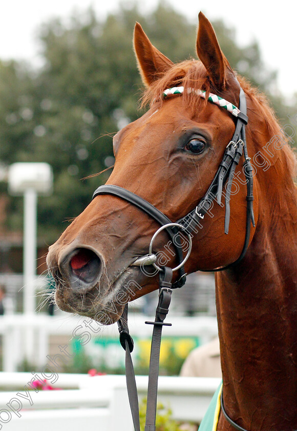 Quadrilateral-0010 
 QUADRILATERAL after winning The bet365 Fillies Mile
Newmarket 11 Oct 2019 - Pic Steven Cargill / Racingfotos.com