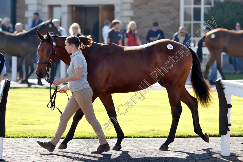 Lot-0231-colt-by-Kodiac-x-Anthem-Alexander 
 Lot 231 a colt by Kodiac x Anthem Alexander before selling at Tattersalls Yearling Sale Book1
Newmarket 10 Oct 2018 - Pic Steven Cargill / Racingfotos.com