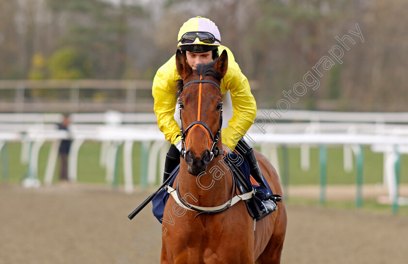 Tortured-Soul-0004 
 TORTURED SOUL (Jack Doughty) winner of The Build You Acca With Betuk Hands And Heels Apprentice Handicap
Lingfield 7 Mar 2024 - Pic Steven Cargill / Racingfotos.com