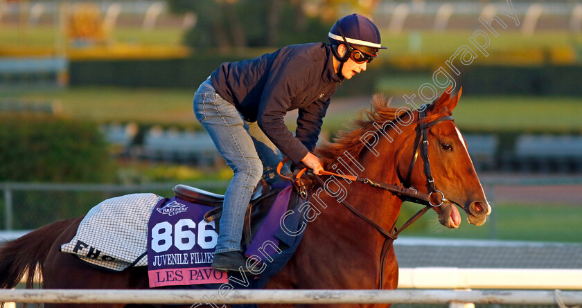 Les-Pavots-0001 
 LES PAVOTS training for The Breeders' Cup Juvenile Fillies Turf
Santa Anita 2 Nov 2023 - Pic Steven Cargill / Racingfotos.com