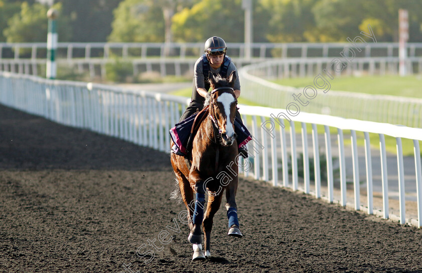 Mistysea-0004 
 MISTYSEA training at the Dubai Racing Carnival 
Meydan 2 Jan 2025 - Pic Steven Cargill / Racingfotos.com