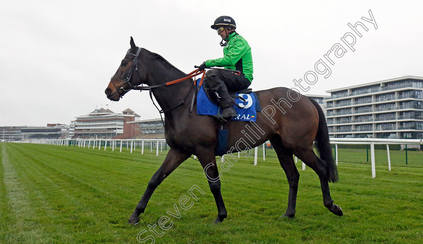 Constitution-Hill-0001 
 CONSTITUTION HILL (Nico de Boinville)
Coral Gold Cup gallops morning Newbury 19 Nov 20234 - Pic Steven Cargill / Racingfotos.com