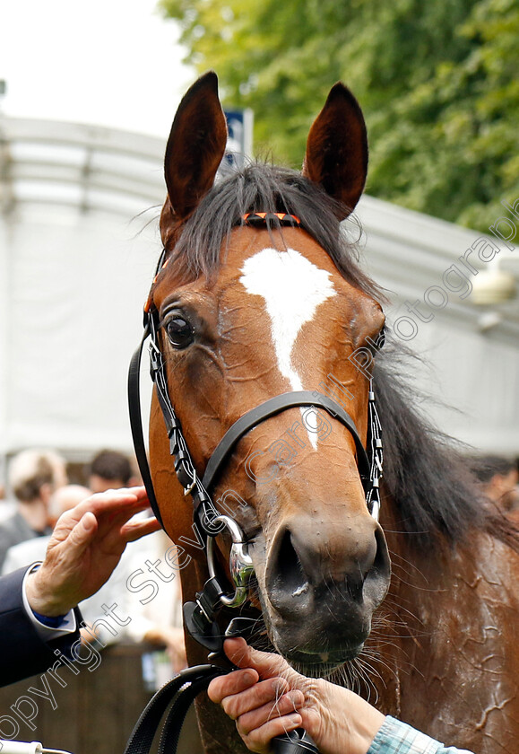 Arabian-Dusk-0013 
 ARABIAN DUSK winner of The Duchess Of Cambridge Stakes
Newmarket 12 Jul 2024 - pic Steven Cargill / Racingfotos.com