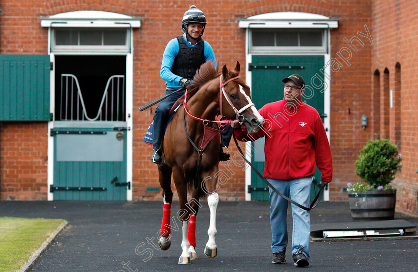 Bucchero-0001 
 American trained BUCCHERO with trainer Tim Glyshaw in Newmarket ahead of his Royal Ascot challenge
Newmarket 14 Jun 2018 - Pic Steven Cargill / Racingfotos.com