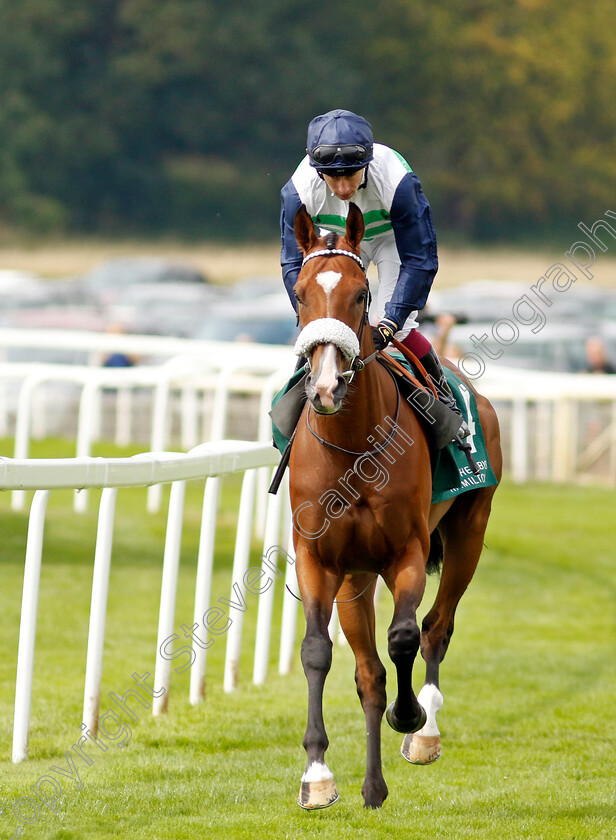 Coltrane-0007 
 COLTRANE (Oisin Murphy) winner of The Weatherbys Hamilton Lonsdale Cup
York 25 Aug 2023 - Pic Steven Cargill / Racingfotos.com