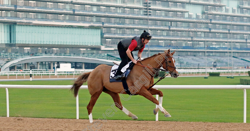 Many-A-Star-0001 
 MANY A STAR (Jimmy McCarthy) training at the Dubai Racing Carnival 
Meydan 4 Jan 2024 - Pic Steven Cargill / Racingfotos.com