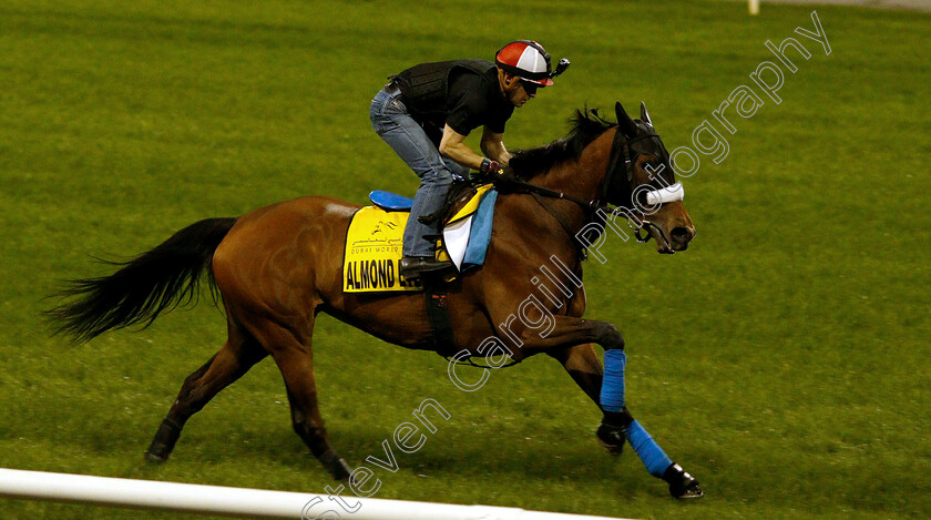 Almond-Eye-0005 
 ALMOND EYE training for the Dubai Turf
Meydan 27 Mar 2019 - Pic Steven Cargill / Racingfotos.com