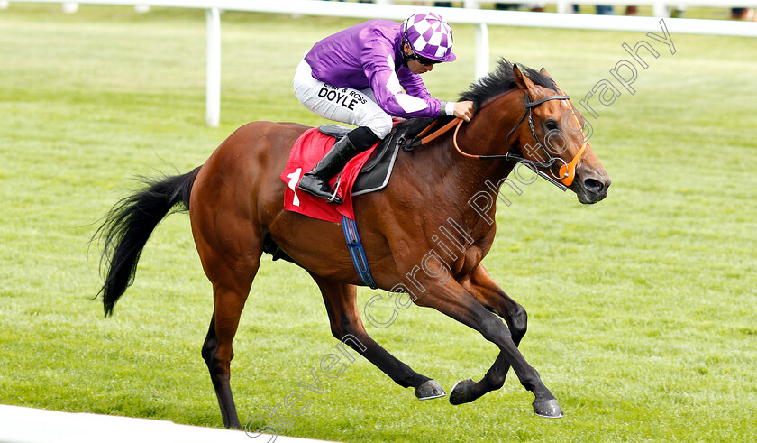 Ouzo-0003 
 OUZO (Sean Levey) wins The Follow @racingtv On Twitter Handicap
Sandown 14 Jun 2019 - Pic Steven Cargill / Racingfotos.com