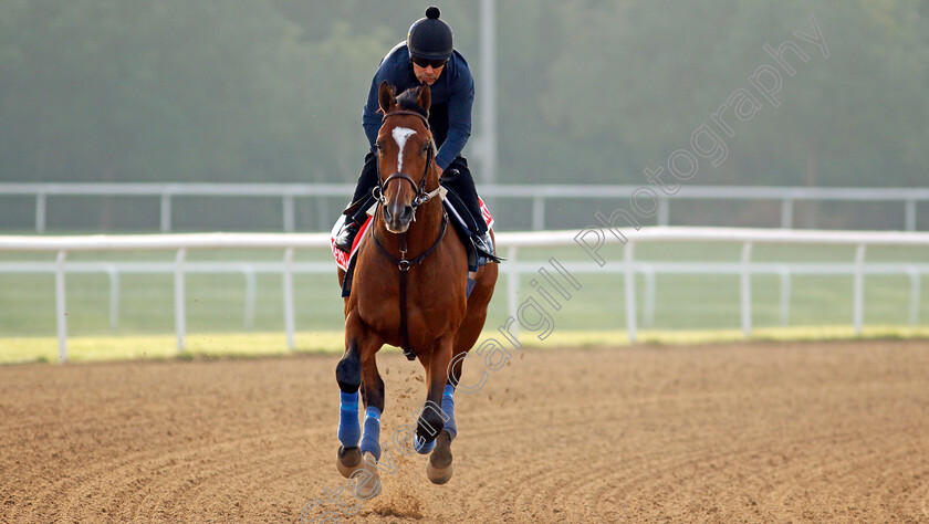 Newgate-0003 
 NEWGATE training for The Dubai World Cup
Meydan Dubai 28 Mar 2024 - Pic Steven Cargill / Racingfotos.com