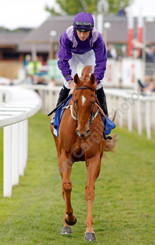 Devaste 
 DEVASTE (Cam Hardie)
York 11 Jun 2022 - Pic Steven Cargill / Racingfotos.com