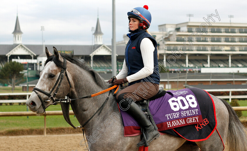 Havana-Grey-0001 
 HAVANA GREY exercising ahead of The Breeders' Cup Turf Sprint
Churchill Downs USA, 30 Oct 2018 - Pic Steven Cargill / Racingfotos.com