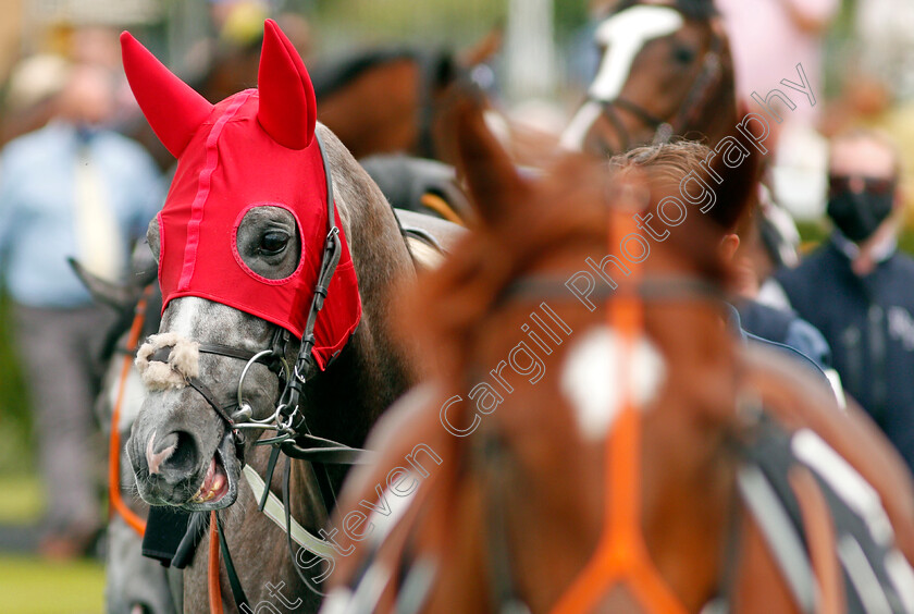 Harrow-0003 
 HARROW (Oisin Murphy)
Newbury 10 Jun 2021 - Pic Steven Cargill / Racingfotos.com