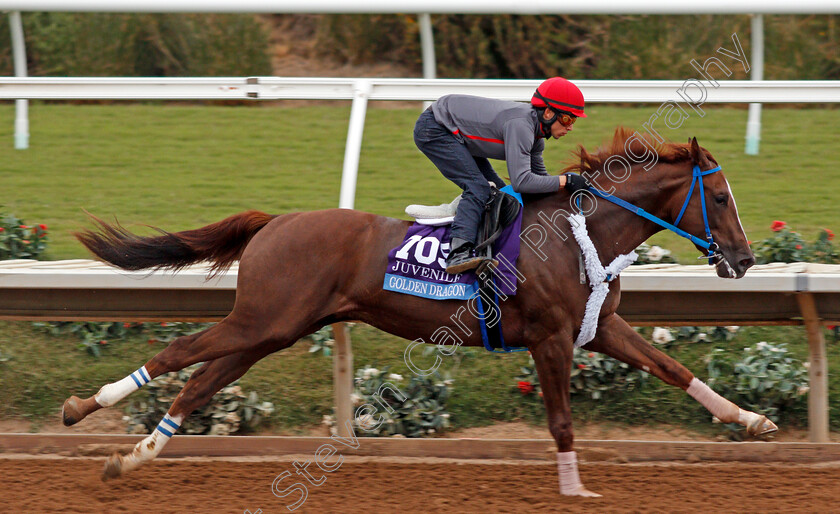 Golden-Dragon-0004 
 GOLDEN DRAGON exercising at Del Mar USA in preparation for The Breeders' Cup Juvenile 30 Oct 2017 - Pic Steven Cargill / Racingfotos.com