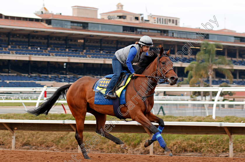 Abel-tasman-0001 
 ABEL TASMAN training for The Breeders' Cup Distaff at Del Mar USA, 1 Nov 2017 - Pic Steven Cargill / Racingfotos.com