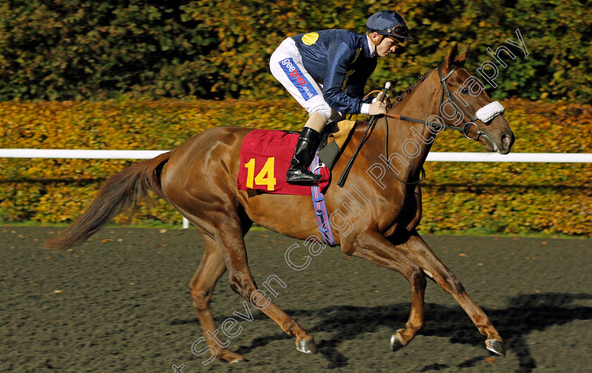 Sweet-Lady-Rose-0001 
 SWEET LADY ROSE (David Probert) Kempton 8 Nov 2017 - Pic Steven Cargill / Racingfotos.com