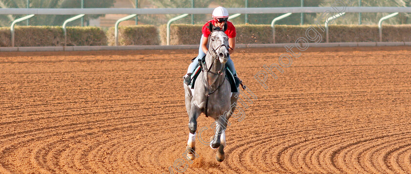 Tacitus-0006 
 TACITUS preparing for The Saudi Cup
Riyadh Racetrack, Kingdom Of Saudi Arabia, 27 Feb 2020 - Pic Steven Cargill / Racingfotos.com