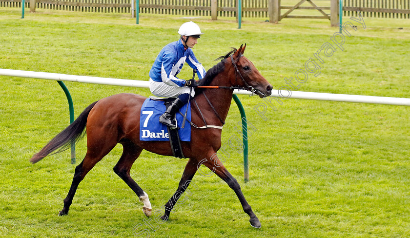 Too-Soon-0001 
 TOO SOON (Rhys Clutterbuck)
Newmarket 12 Oct 2024 - Pic Steven Cargill / Racingfotos.com