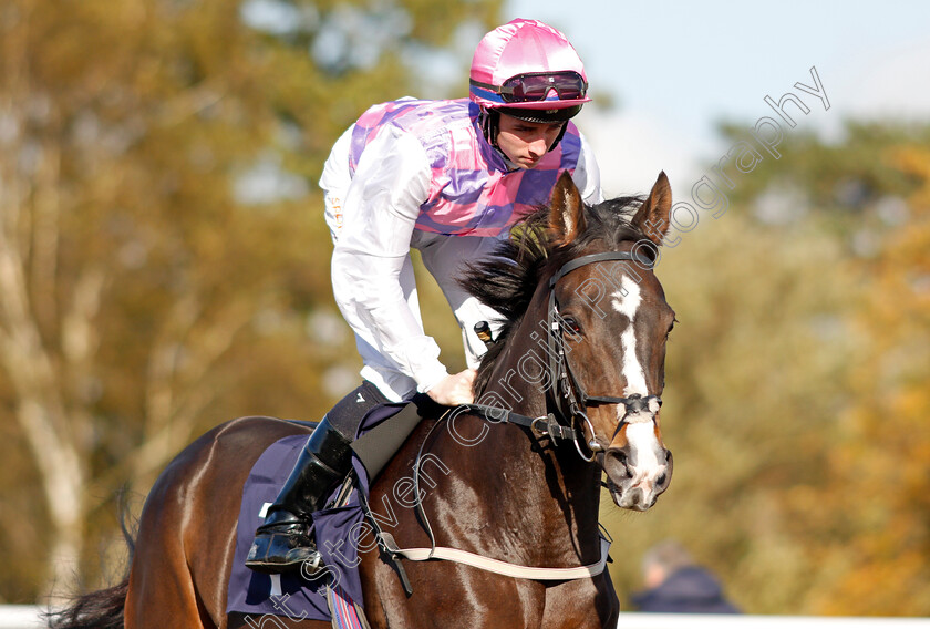 Golden-Hind-0002 
 GOLDEN HIND (Rossa Ryan)
Lingfield 28 Oct 2021 - Pic Steven Cargill / Raingfotos.com