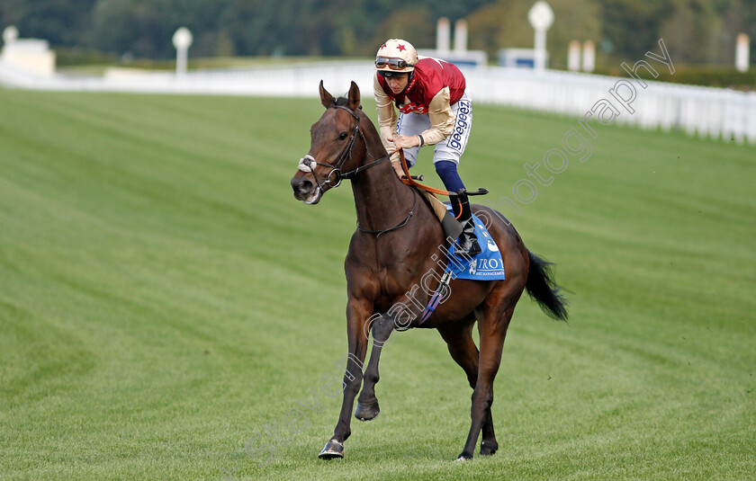 Without-Envy-0001 
 WITHOUT ENVY (David Probert)
Ascot 1 Oct 2021 - Pic Steven Cargill / Racingfotos.com