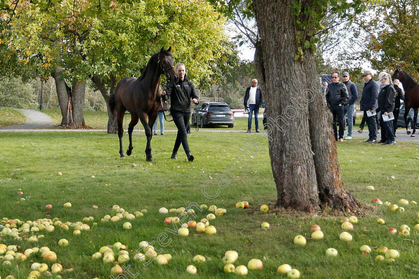 Stockholm-Yearling-Sale-0009 
 Lot 015, a colt by Power, before Stockholm Yearling Sale
Bro, Sweden 22 Sep 2018 - Pic Steven Cargill / Racingfotos.com