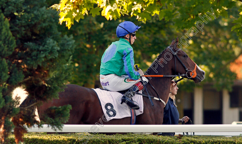 Sinfonietta-0001 
 SINFONIETTA (Shane Kelly)
Kempton 2 Oct 2019 - Pic Steven Cargill / Racingfotos.com