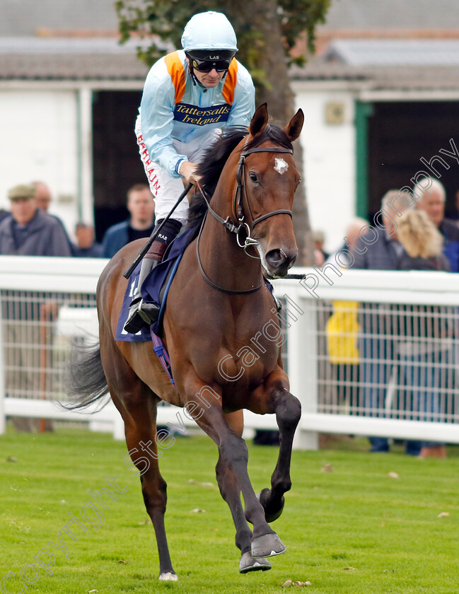 Run-For-The-Sun-0002 
 RUN FOR THE SUN (Robert Havlin)
Yarmouth 20 Sep 2023 - Pic Steven Cargill / Racingfotos.com