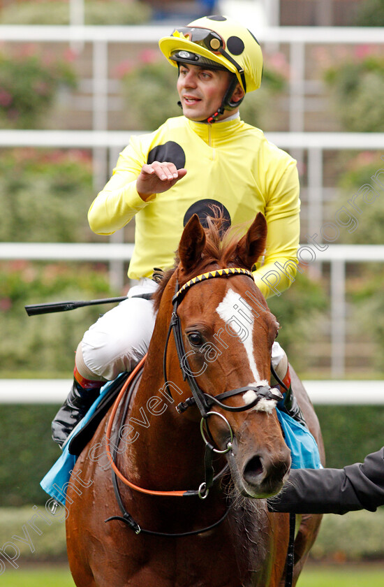 Cape-Byron-0007 
 CAPE BYRON (Andrea Atzeni) after The John Guest Racing Bengough Stakes
Ascot 5 Oct 2019 - Pic Steven Cargill / Racingfotos.com