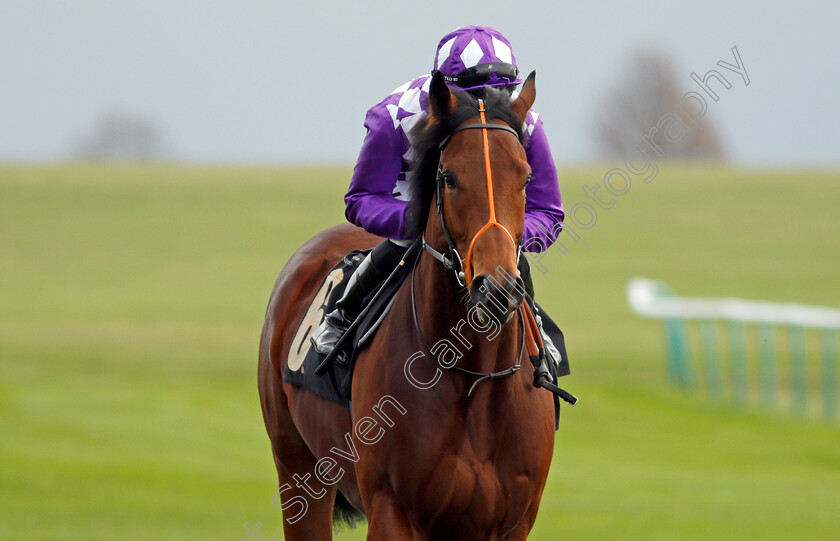 Guitar-0002 
 GUITAR (Sean Levey)
Newmarket 29 Oct 2021 - Pic Steven Cargill / Racingfotos.com