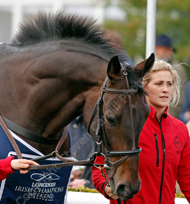 Sizing-John-0002 
 SIZING JOHN parading at The Curragh 10 Sep 2017 - Pic Steven Cargill / Racingfotos.com