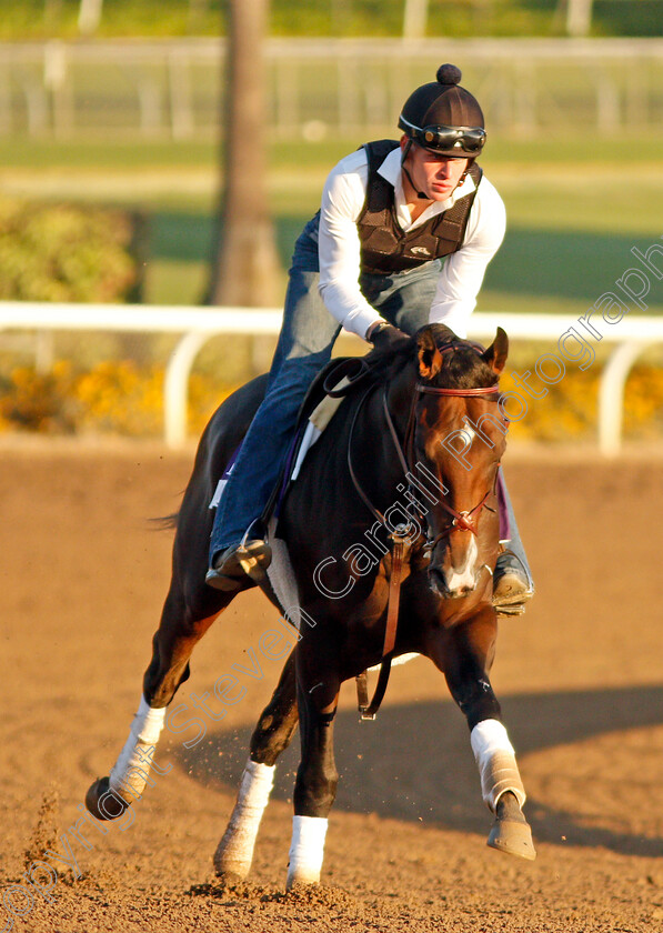 Omaha-Beach-0002 
 OMAHA BEACH training for The Breeders' Cup Dirt Mile
Santa Anita USA 31 Oct 2019 - Pic Steven Cargill / Racingfotos.com