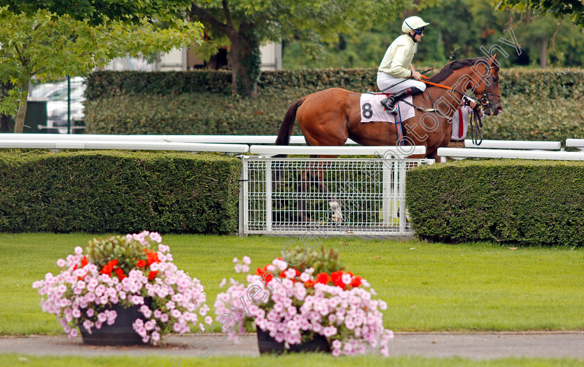 Bigshotte-0001 
 BIGSHOTTE (Robert Havlin)
Kempton 7 Aug 2019 - Pic Steven Cargill / Racingfotos.com