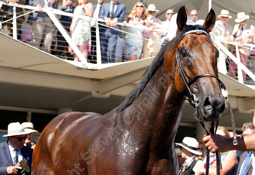 Battaash-0012 
 BATTAASH after The Qatar King George Stakes
Goodwood 3 Aug 2018 - Pic Steven Cargill / Racingfotos.com