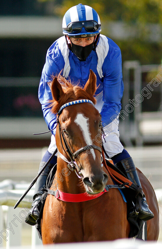 Mutasallem-0001 
 MUTASALLEM (Jim Crowley)
Newbury 18 Sep 2020 - Pic Steven Cargill / Racingfotos.com