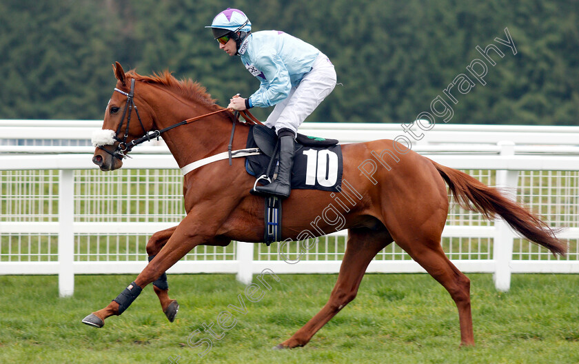 The-Wolf-0001 
 THE WOLF (Gavin Sheehan)
Newbury 22 Mar 2019 - Pic Steven Cargill / Racingfotos.com