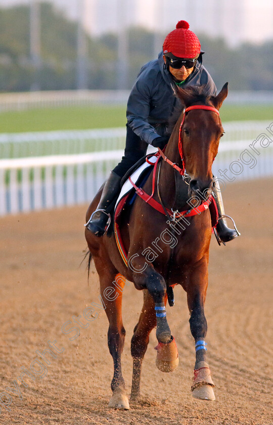 Romantic-Warrior-0001 
 ROMANTIC WARRIOR training for the Dubai Racing Carnival
Meydan 22 Jan 2025 - Pic Steven Cargill / Racingfotos.com