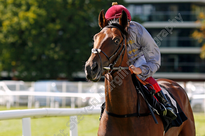 Ateem-0001 
 ATEEM (Frankie Dettori) Newbury 23 Sep 2017 - Pic Steven Cargill / Racingfotos.com