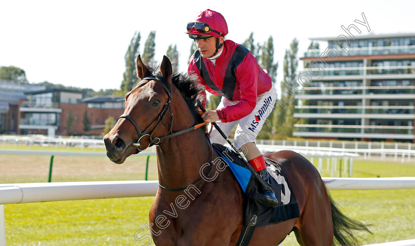 King-Ragnar-0001 
 KING RAGNAR (Andrea Atzeni)
Newbury 20 Sep 2019 - Pic Steven Cargill / Racingfotos.com