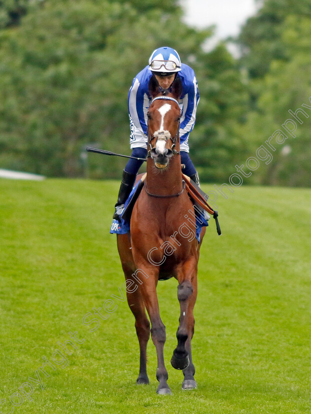 Alounak-0001 
 ALOUNAK (David Probert)
Sandown 26 May 2022 - Pic Steven Cargill / Racingfotos.com