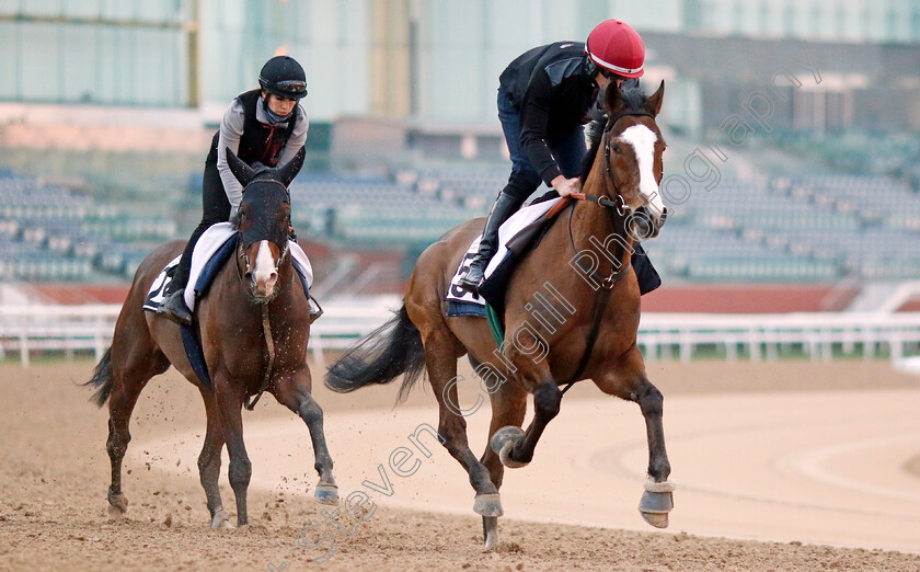 Spirit-Dancer-and-Tanmawwy-0002 
 SPIRIT DANCER leads TANMAWWY training at the Dubai Racing Carnival
Meydan 1 Feb 2024 - Pic Steven Cargill / Racingfotos.com