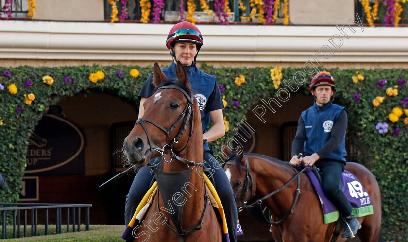 City-Of-Troy-0011 
 CITY OF TROY (Rachel Richardson) training for the Breeders' Cup Classic
Del Mar USA 31 Oct 2024 - Pic Steven Cargill / Racingfotos.com