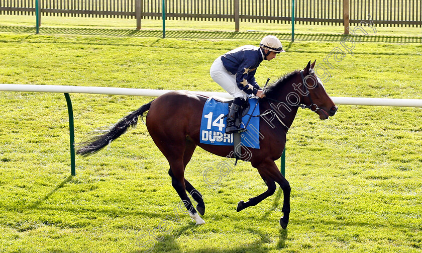 Yolo-Again-0001 
 YOLO AGAIN (Wayne Lordan)
Newmarket 12 Oct 2018 - Pic Steven Cargill / Racingfotos.com